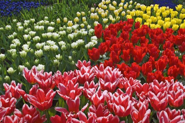 Netherlands, Lisse Tulips and other flowers